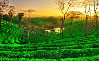 Assam holiday packages