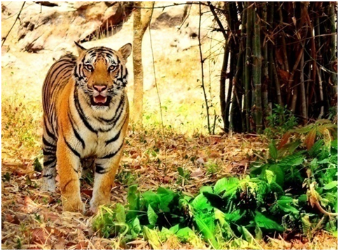 BANNERGHATTA NATIONAL PARK & BUTTERFLY PARK