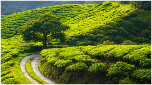 Trips for College Students–WAYANAD WITH BANASURA (3D/2N)