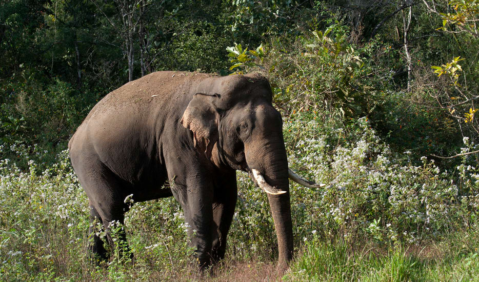  - Boundless Wayanad & Coorg