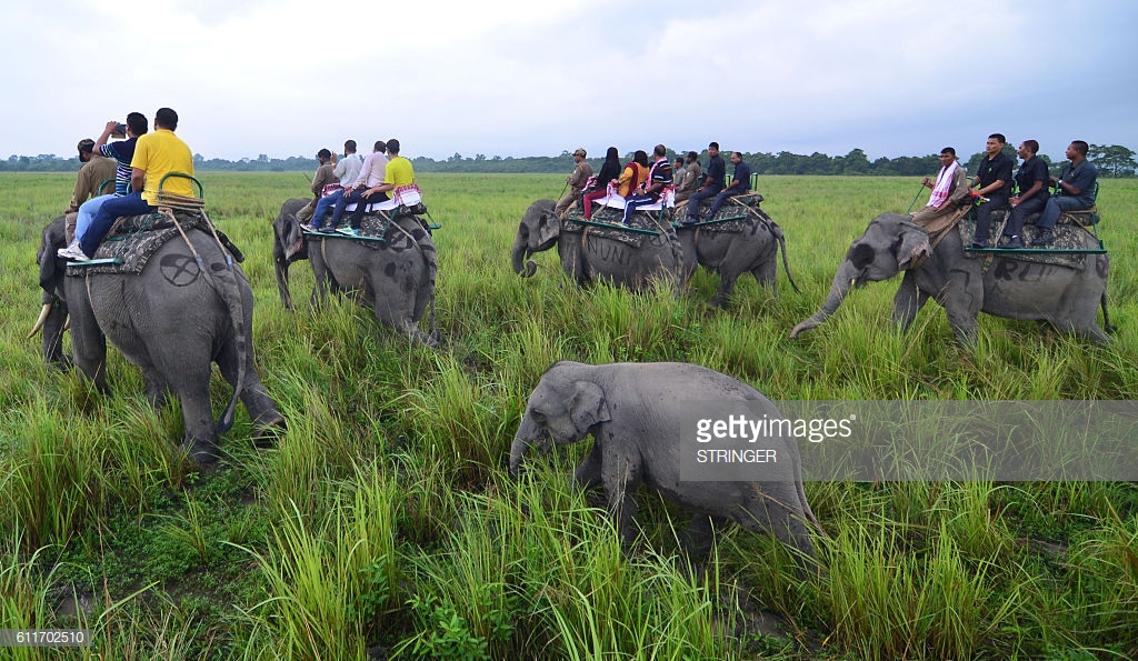 Experience Kaziranga wild Life