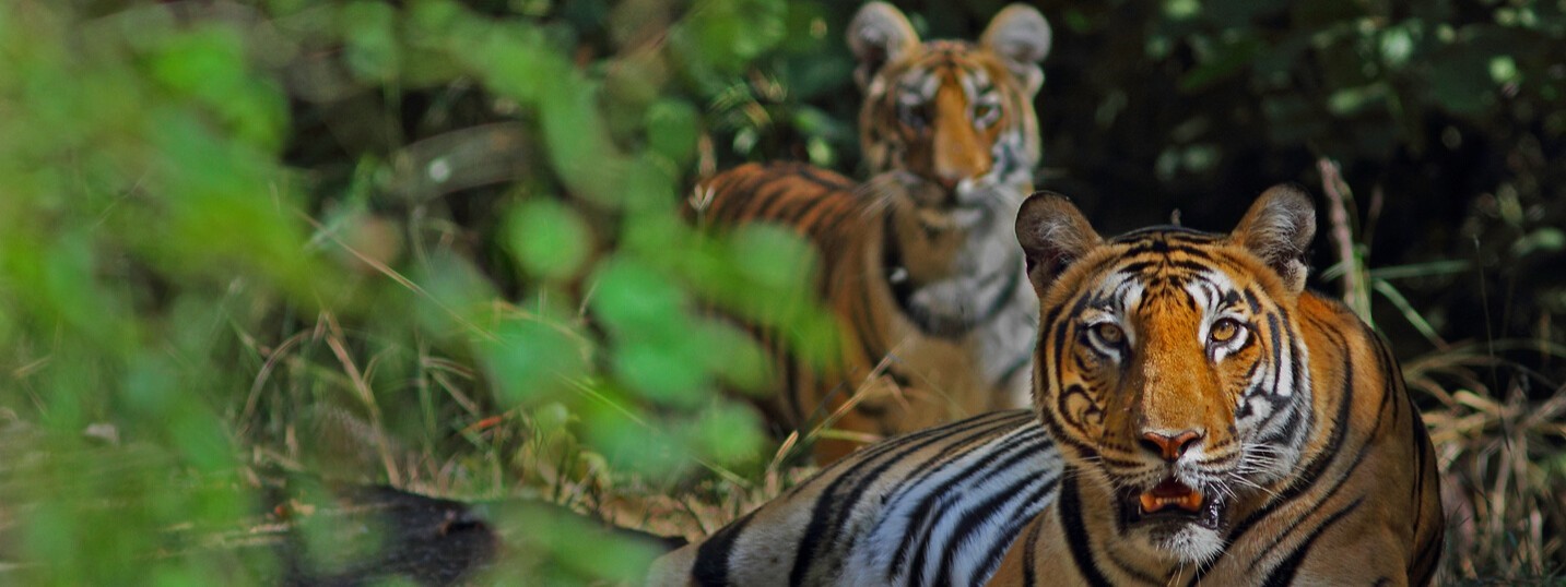 Jungle Safari in Madhya Pradesh